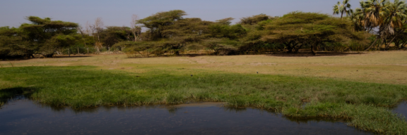 A wide, panoramic view of the same marshy landscape with a dark body of water and yellowed grass.