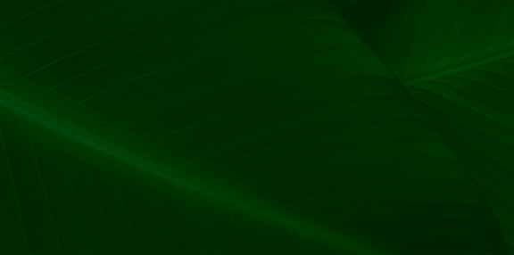 A solid, textured dark green background, likely a close-up of a large leaf or fabric.