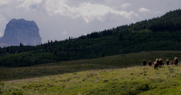 A scenic view of a lush green meadow leading toward a dark, prominent mountain peak under a cloudy sky.