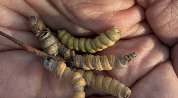 Seeds on Cahuilla lands in California, U.S.