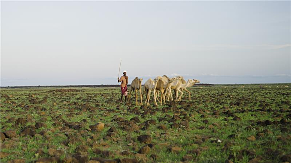 An Indigenous African herder walks alongside baby camels