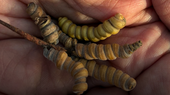 Seed pods on Cahuilla lands in California, U.S. by Nancy Kelsey (Anishinaabe)