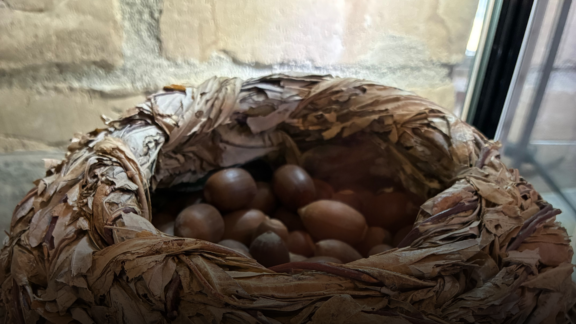 Seed basket by Nancy Kelsey (Anishinaabe)/Nia Tero
