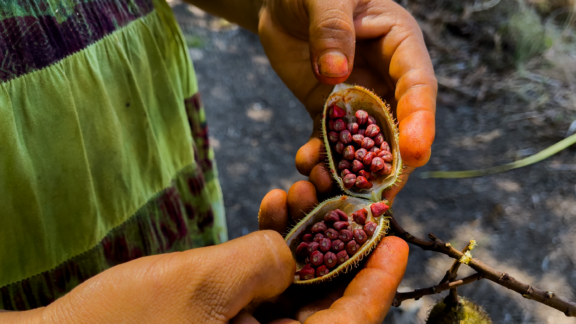 Indigenous person holds Annatto seed. Amazonia, Brazil. Photo by Kamikia Kisedje
