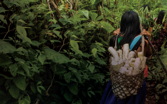 Huni Kuin women from the state of Acre carrying cassava from the fields to the village. Huni Kuin Territory, Amazonia. Photo credir: Kamikia Kisedje (Kisedje)