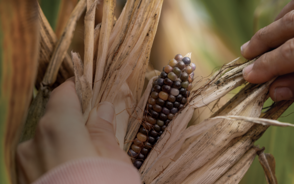 Close-up of hands peeling back the husk of a dark, ripened corn cob.