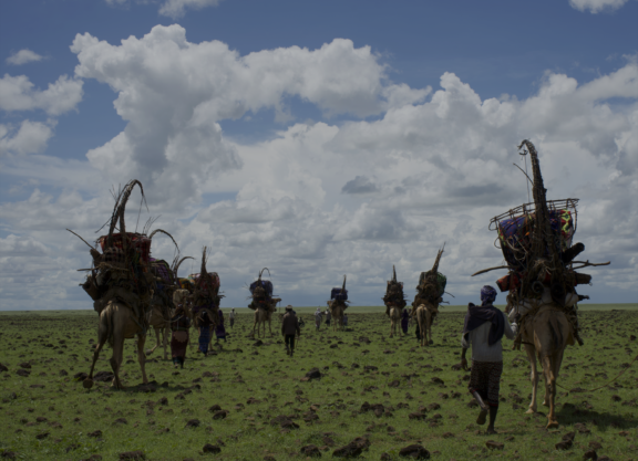 Camels carrying goods across open grassland, led by Indigenous herders under a cloudy sky.