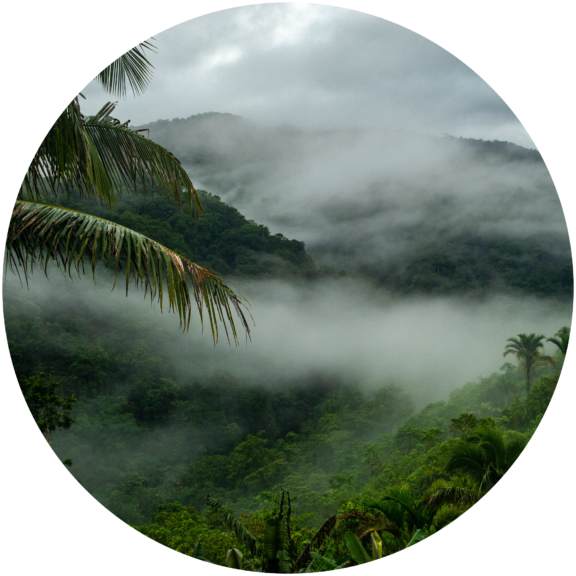 Mist rising over lush green forest canopy.